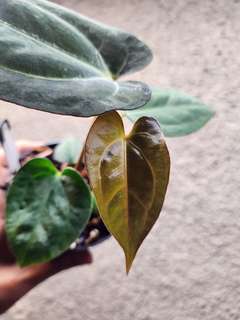 Anthurium Carlablackiae x (Golden Sunrise x RVDP)