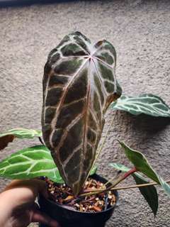 Anthurium Venom