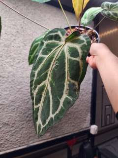 Anthurium Venom