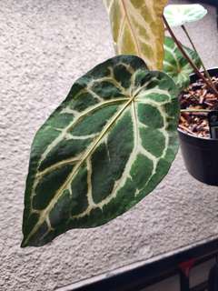 Anthurium Venom