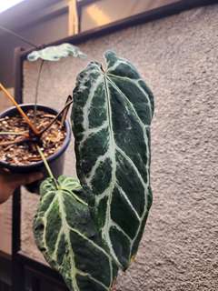 Anthurium Venom