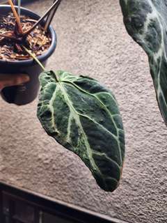 Anthurium Venom