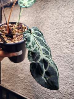 Anthurium Venom
