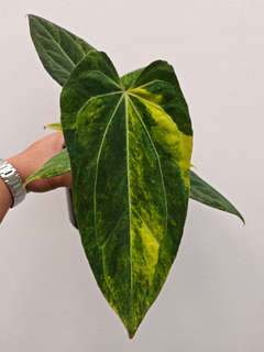 Anthurium Variegated Black Venom x Self