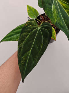 Anthurium Variegated Black Venom x Self