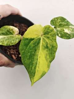 Anthurium Variegated Papillaminum 88 x Gunayala