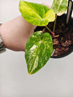 Anthurium Variegated Papillaminum 88 x Gunayala
