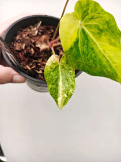 Anthurium Variegated Papillaminum 88 x Gunayala