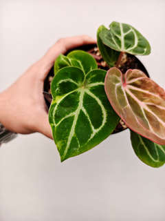 Anthurium Blister Variegated HURC