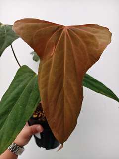 Anthurium NSE Portillae x Ralph Lynam