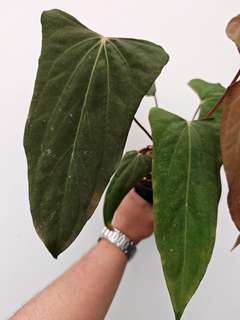 Anthurium NSE Portillae x Ralph Lynam