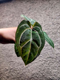 Anthurium Bigfoot x Red Spider