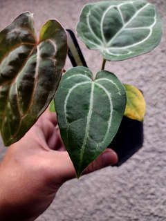 Anthurium Bigfoot x Red Spider