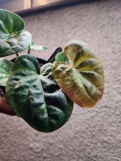 Anthurium HU/King of Spades x Radicans