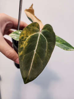 Anthurium Orange Variegated Black Venom x (Red Velvet Cake x Michelle)