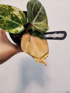 Anthurium Orange Variegated Black Venom x (Red Velvet Cake x Michelle)