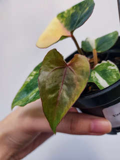 Anthurium Variegated Black Venom x (Red Velvet Cake x Michelle)