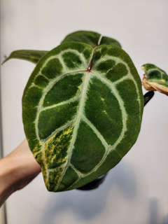 Anthurium Variegated Forgetii x Red Tiger
