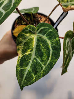 Anthurium Variegated Forgetii x Red Tiger