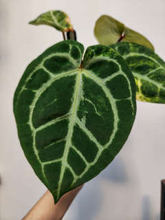 Anthurium Variegated Forgetii x Red Tiger
