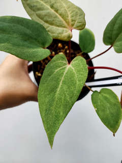 Anthurium Mint Variegated (Dark Handsome x Red Velvet Cake) x RVDP