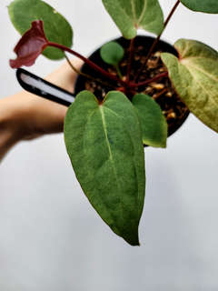 Anthurium Mint Variegated (Dark Handsome x Red Velvet Cake) x RVDP