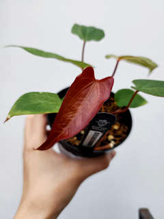 Anthurium Mint Variegated (Dark Handsome x Red Velvet Cake) x RVDP