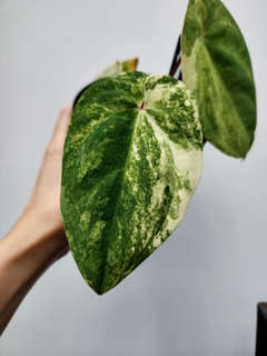 Anthurium Variegated Papillilaminum 88 x Ace of Spades (SKG)