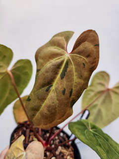 Anthurium Variegated Blue Papillilaminum x HURC