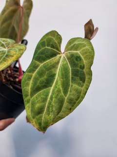 Anthurium Variegated Blue Papillilaminum x HURC