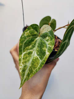 Anthurium Variegated Magna x (Muchlis x Red Crystallinum)