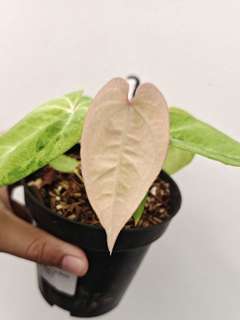 Anthurium Mint Variegated Red Vein Dark Phoenix x Bigfoot