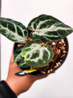 Anthurium Mutated Silver Blush x (Zara x Michelle)