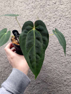 Anthurium Papillilaminum X-One x Red Vein Dark Phoenix