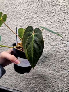 Anthurium Papillilaminum X-One x Red Vein Dark Phoenix