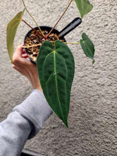 Anthurium Papillilaminum X-One x Red Vein Dark Phoenix