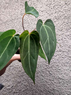 Anthurium Bigfoot x Blue Papillilaminum
