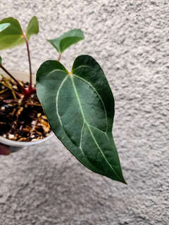 Anthurium Bigfoot x Blue Papillilaminum