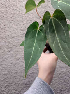 Anthurium Bigfoot x Blue Papillilaminum