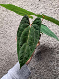 Anthurium RLFS x Red Vein Dark Phoenix