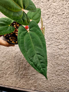 Anthurium RLFS x Red Vein Dark Phoenix