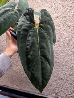 Anthurium RLFS x (Ace of Spades x BVEP)