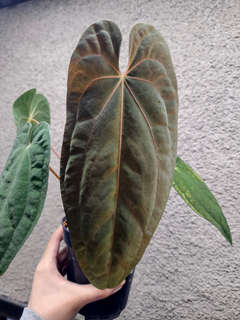 Anthurium Ace of Spades x Red Vein Dark Phoenix