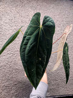 Anthurium Ace of Spades x Red Vein Dark Phoenix