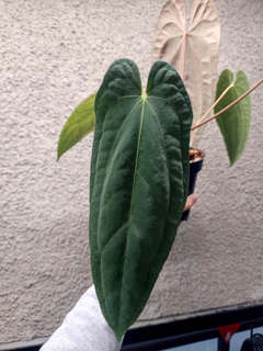Anthurium Ace of Spades x Red Vein Dark Phoenix