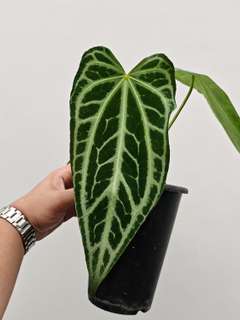 Anthurium Crystallinum FTG x Self