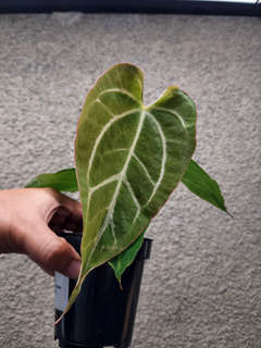 Anthurium Carlablackiae x Muchlis