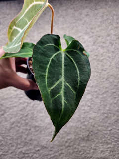 Anthurium Carlablackiae x Muchlis