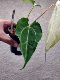 Anthurium Carlablackiae x Muchlis