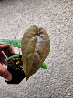 Anthurium Pinstripe